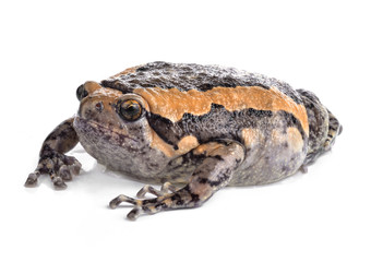Bullfrog, Rana catesbeiana, against white background