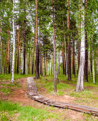 A vertical view at the narrow wooden pathway in the birch and pine forest