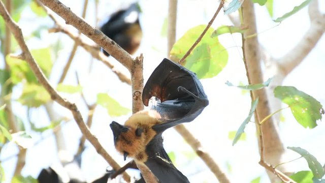 Bat (Lyle's flying fox, Pteropus lylei or Pteropodidae) perched hanging on a tree in the wild