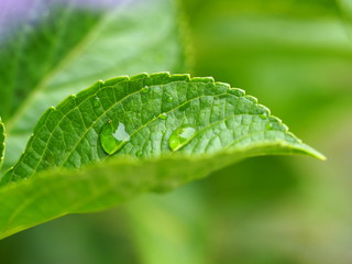 葉と水滴