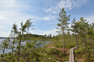 forêt finlande