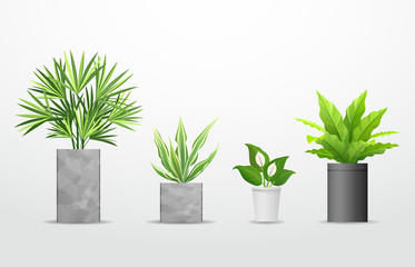 Vector Tropical tree in cement pots collections isolated background, illustration