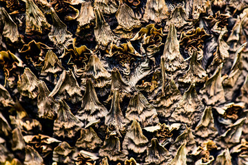 palm bark - botanical backgrounds