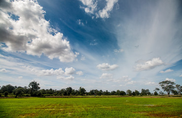 rice field on blue sky background
