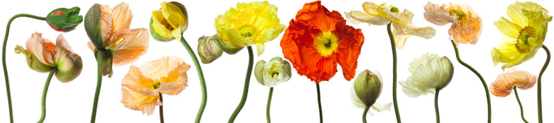 Obraz premium Klaproos