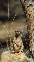 Meerkat on the lookout