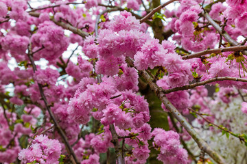 Sakura flower - nature background