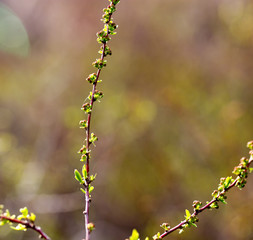 From buds on the tree appear leaves