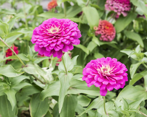 Obraz premium Zinnia elegans flower in the garden