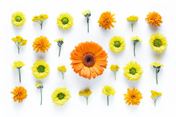 Pattern With Colorful Flowers On White Background - 164056986