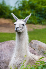 Lama rests and looks forward