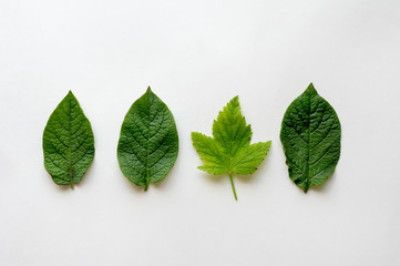 Minimal concept. Different creative idea. Arrangement of green leaves on light background.