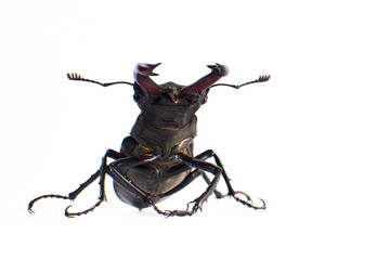 Large beetle close-up on a white background in full length
