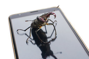 Beetle deer sits on a smartphone