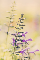 Beautiful, Delicate, Deep Purple & Green Wildflowers with Light & Bokeh