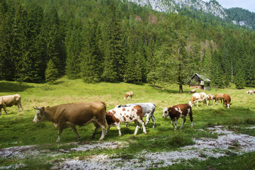 Fototapeta na wymiar Cows in the valley