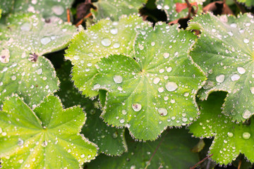 hairy lady's mantle (Alchemilla filicaulis) leaves with waterdrops after a rain, healing