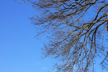 Tree Branches Against Sky