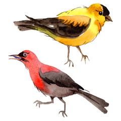 Sky birds of paradise in a wildlife by watercolor style isolated. Wild freedom, bird with a flying wings. Aquarelle bird for background, texture, pattern, frame, border or tattoo.