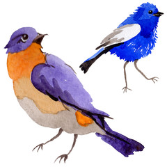 Sky birds of paradise in a wildlife by watercolor style isolated. Wild freedom, bird with a flying wings. Aquarelle bird for background, texture, pattern, frame, border or tattoo.