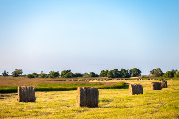 Hay stacks in the field in summer