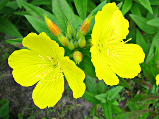 Pair of yellow flowers closeup.