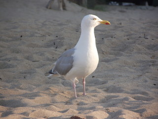 Mouette