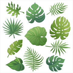 Trendy summer tropical palm leaves, jungle leaves_3