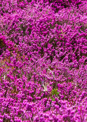Blühende Heidelandschaft