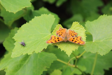 Small pearl-bordered fritillary