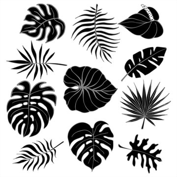 Isolated silhouettes of tropical palm leaves, jungle leaves_2