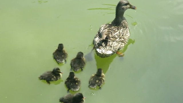 papera nell'acqua con pulcini appena nati