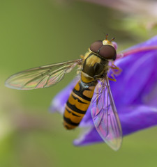 hoverfly
