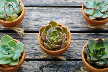 Green succulent plant in pots on wooden background