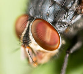 Portrait of a fly in nature.