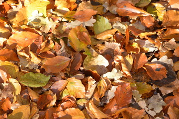 Leaves in colorful Atumn