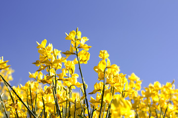 Yellow Flowers Background
