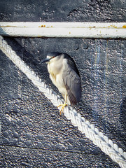 Black Crowned Night Heron
