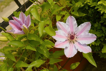 Clematis (powojnik)