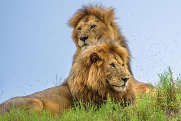 Obraz na płótnie Canvas Lion tanzania serengeti(Panthera leo)