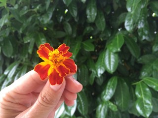 Hand mit Studentenblume vor