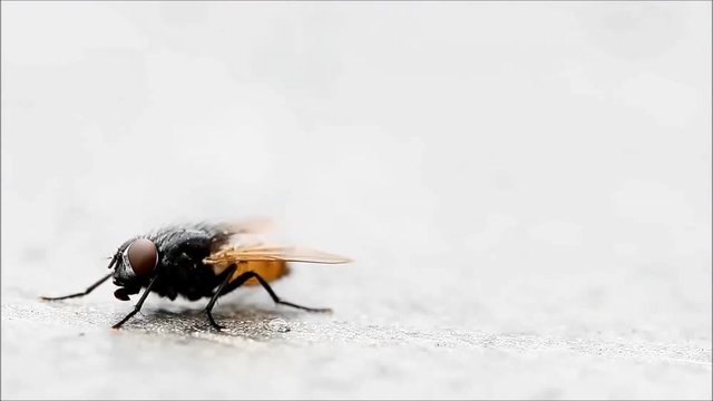 house fly insect, macro
