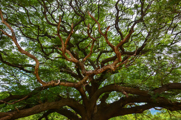 Top of the big tree.