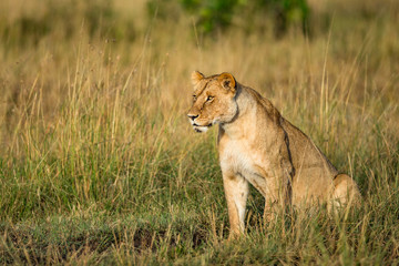 Lion tanzania serengeti(Panthera leo)