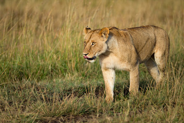 Lion tanzania serengeti(Panthera leo)