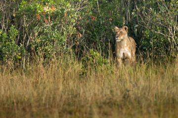 Lion tanzania serengeti(Panthera leo)