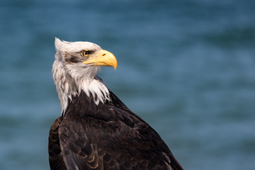 Weißkopfseeadler