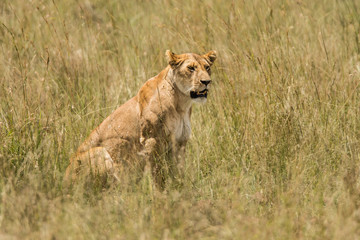 Lion tanzania serengeti(Panthera leo)