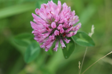 モモイロツメクサ