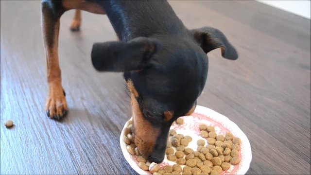 Cute German miniature pinscher dog eating dry dog food from her dish on the kitchen floor